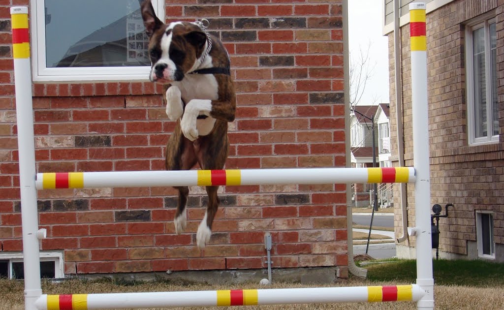 Boxer Dog Stories DIY Dog Agility Jump