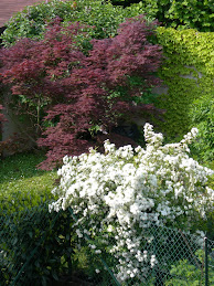 un angolo di giardino