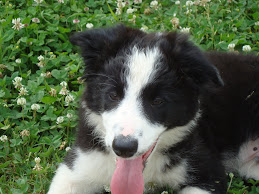 Aaron, il cucciolo di Martina