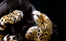 panther en luipaard