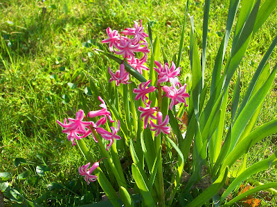 Hyacinthus orientalis