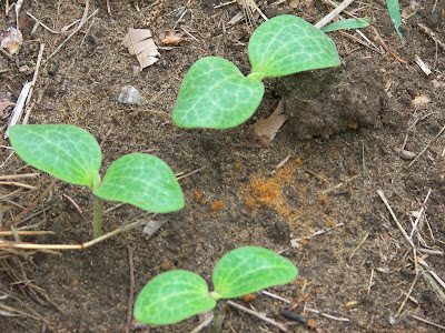 Yellow Squash Sprouts