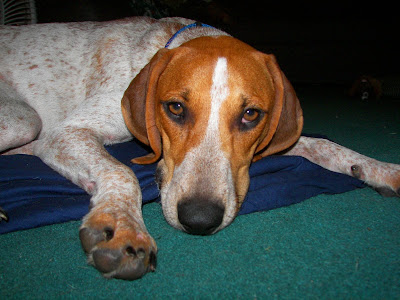 Pointer Beagle Mix