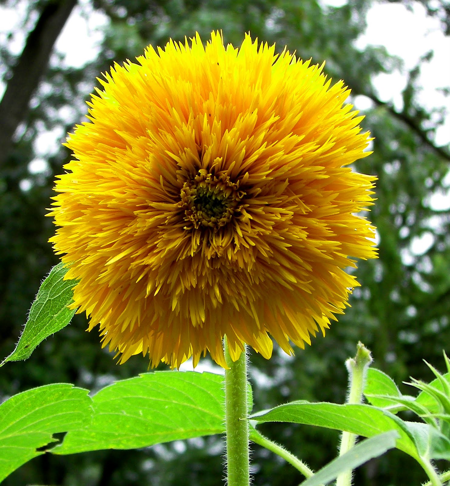 teddy bear sunflower