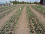 Garlic in the field- April