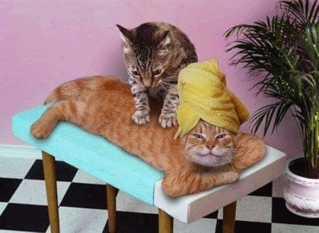 [massage+cats.gif]