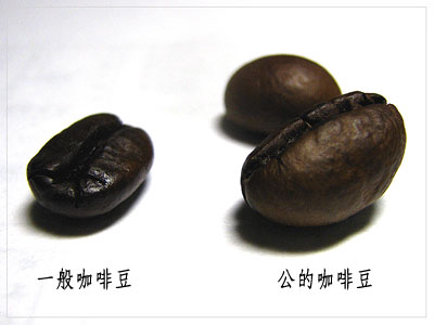 [coffee_bean.jpg]