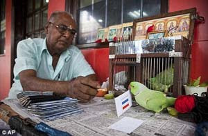 mani parakeet