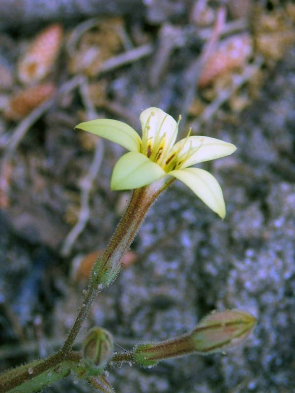 [Pistorinia-brevifolia03.jpg]