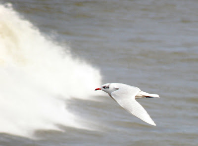 Resultado de imagen de gaviotas en bilbao