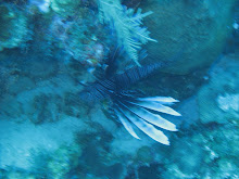 Lionfish in Grand Cayman