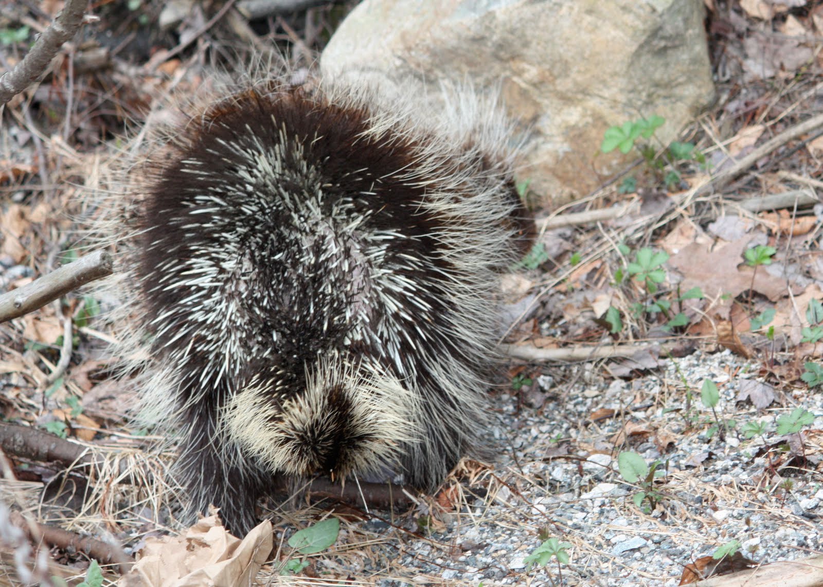 murmuring trees New Jersey Porcupine
