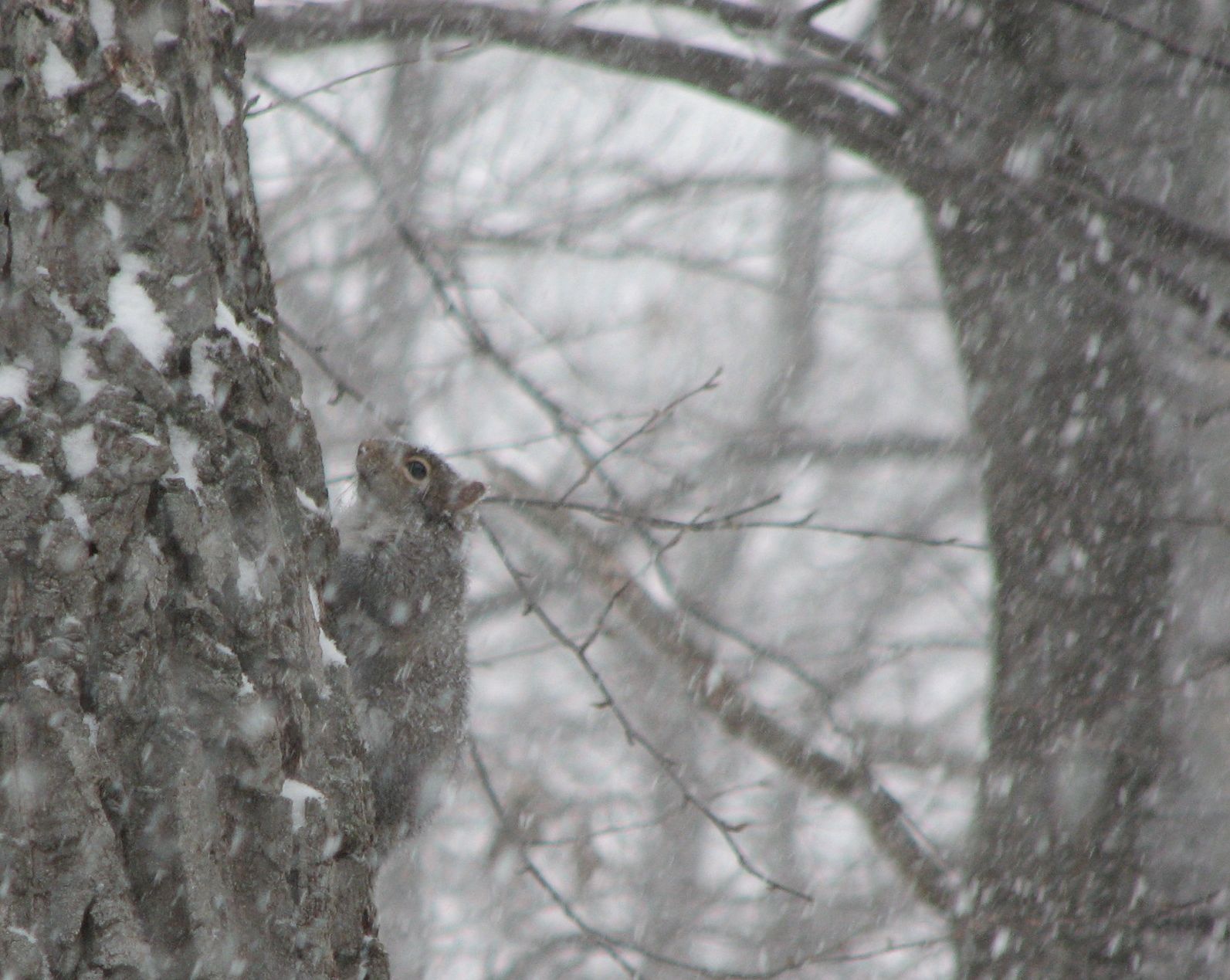 [squirrel+in+a+snowstorm.jpg]