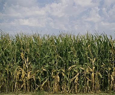 [corn+field.JPG]
