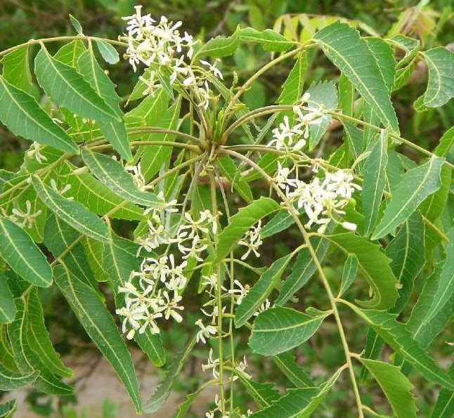 Medicinal Herbs Azadirachta indica