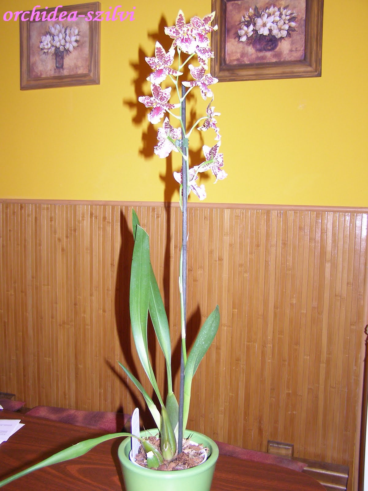 [PA010081.JPG]