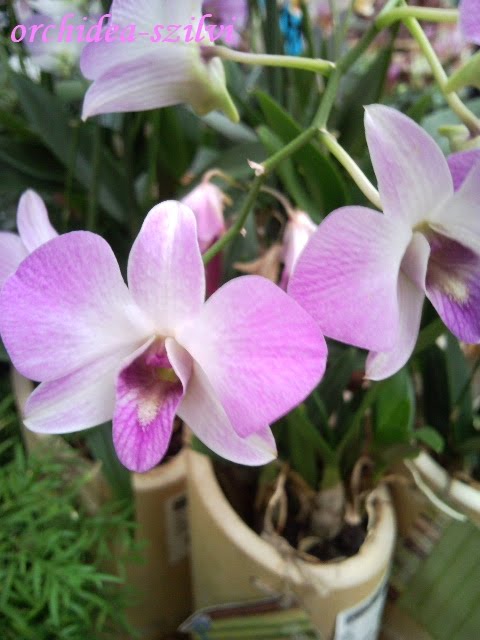 [Dendrobium+(Obi1).jpg]