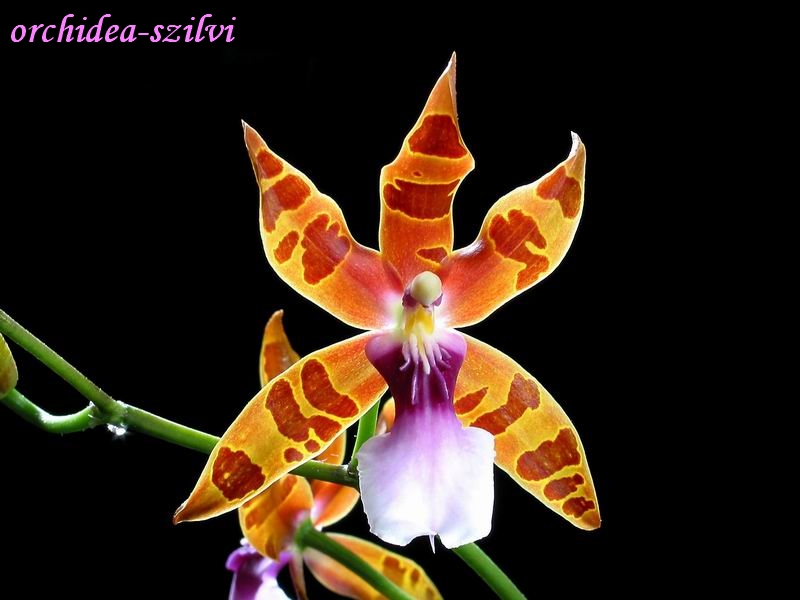 [Miltonia_clowesii.JPG]