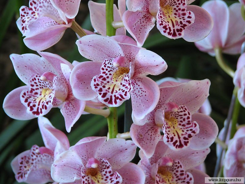 [orchidea-010.jpg]