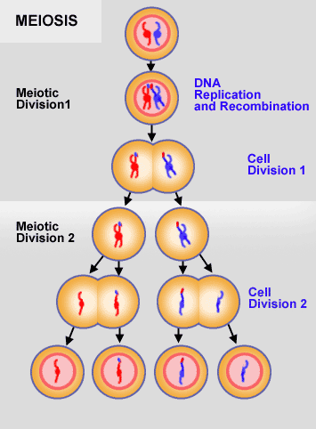 TOPIC 1: MEIOSIS Learner Note: SECTION A: TYPICAL EXAM QUESTIONS ...