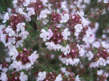 Farigola