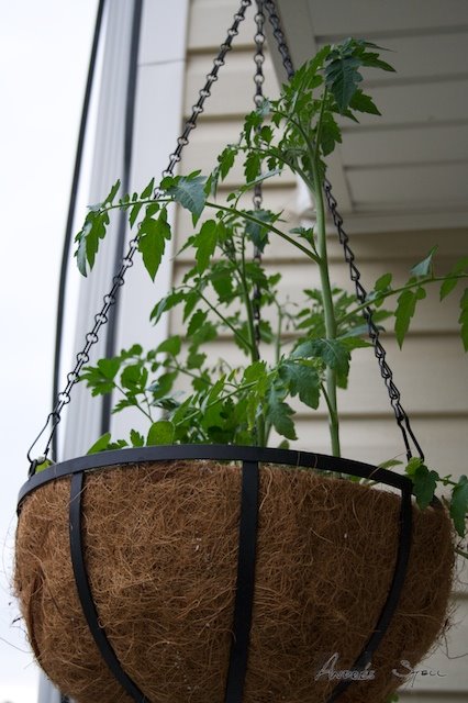 [May+Garden+2009-05-21+(10).jpg]