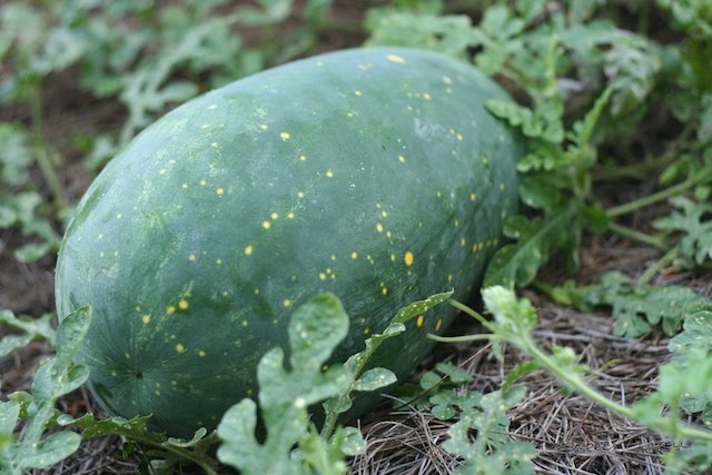 [Watermelon+2009-09-09.jpg]