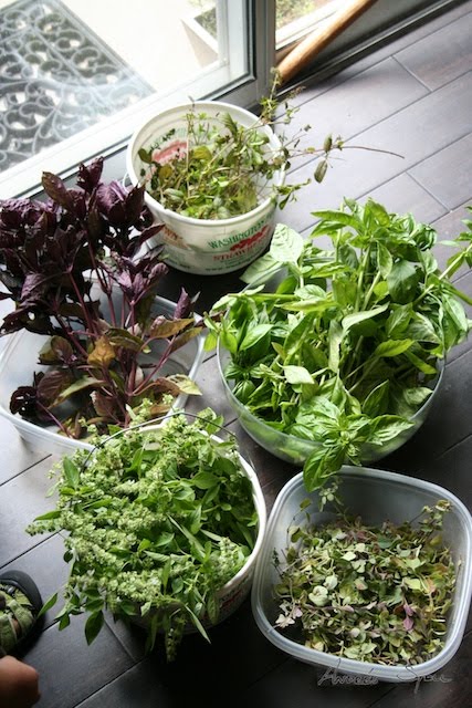 [Herb+Harvest+2009-09-28+(1).jpg]