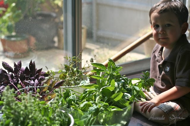 [Herb+Harvest+2009-09-28.jpg]