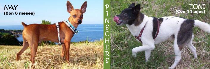 dectPinscher: Los pequeños valientes