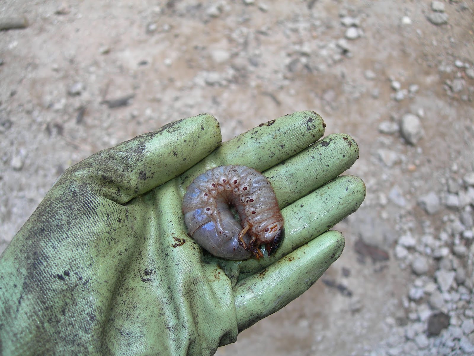 Giant Grub