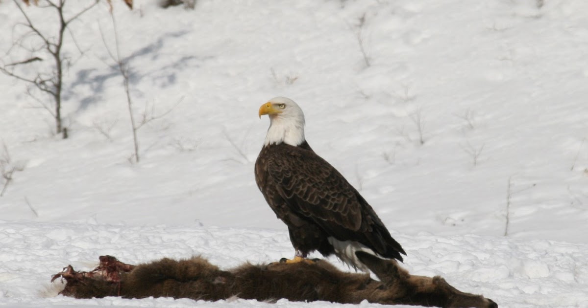 Birding In Michigan Bald Eagle Sighting in Grayling, Michigan