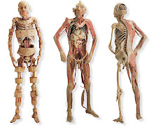 anatomÃa humana (músculos de la cabeza)