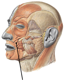 AnatomÃa humana