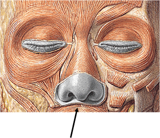 anatomÃa humana (músculos de la cabeza)