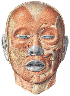 Anatomía Humana: Músculos de la cabeza