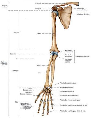 Aprendendo Anatomia Humana: Esqueleto Apêndicular - Membros Superiores