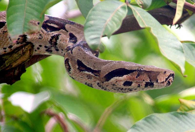 zoologia: BOA