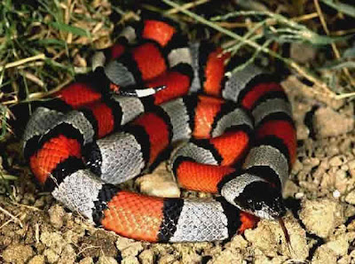 mi mujer follada por serpiente