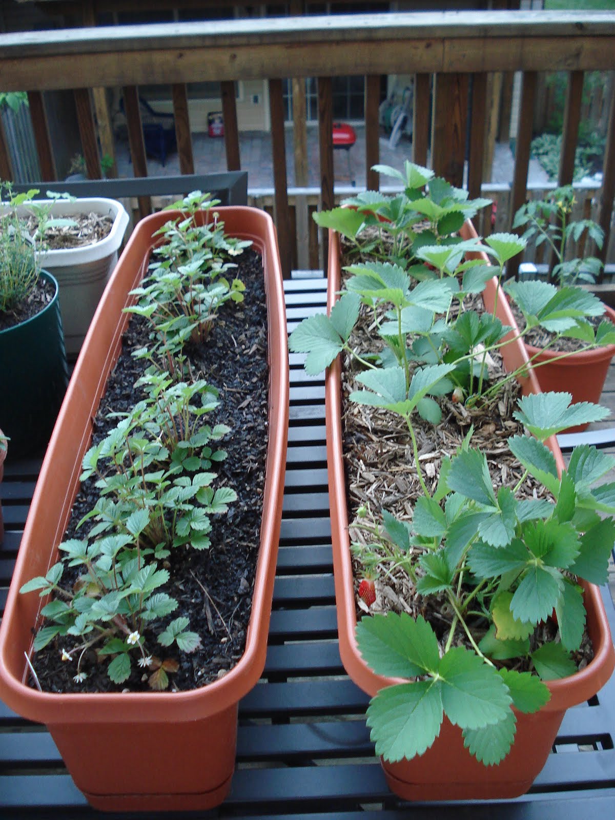 Strawberry Mignonette