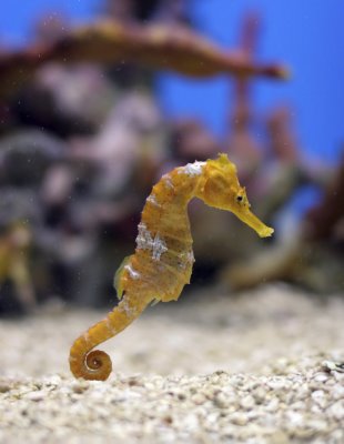 [seahorse.jpg]