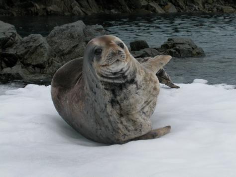 [p376682-Antarctic_Peninsula-Leopard_Seal.jpg]