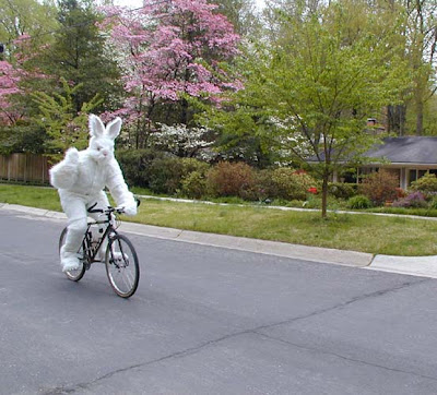Bunny on a bicycle