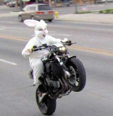 bunny on a motorcycle bunny on a motorcycle