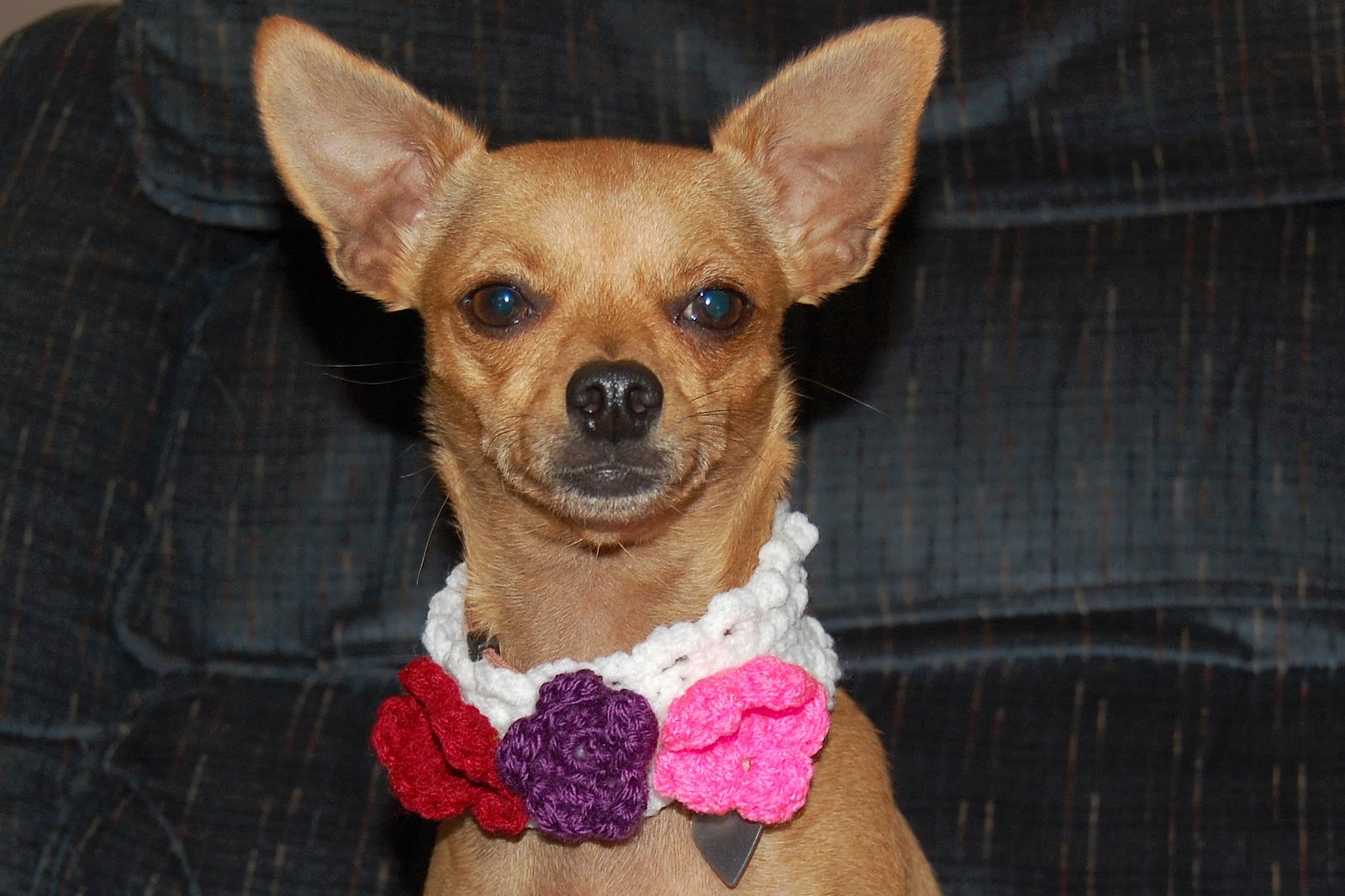 Posh Pooch Designs Dog Clothes: 12 Collars of Christmas ...