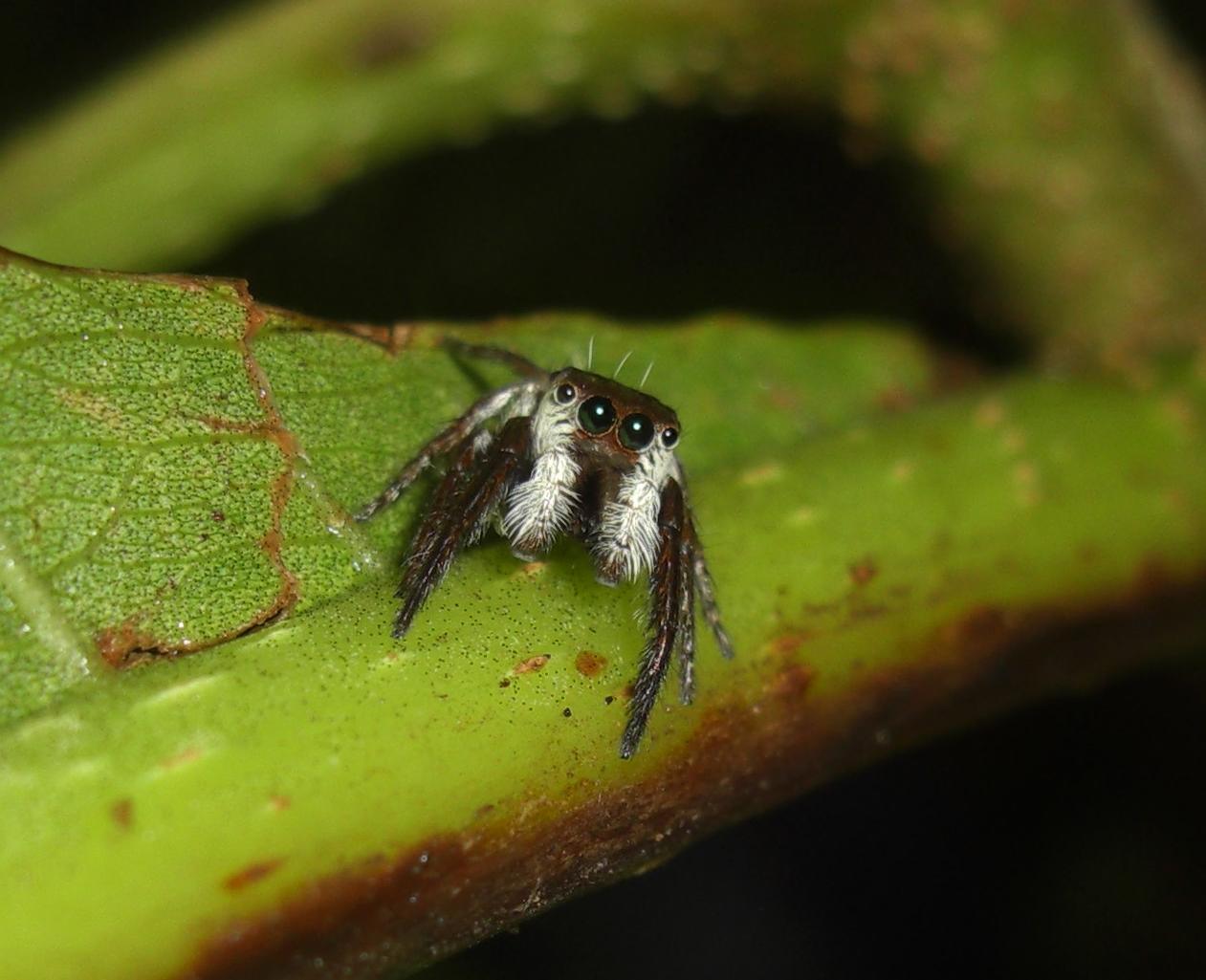 Photography & Me SpiderHunting at Night