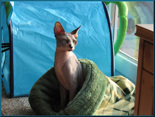 Dragonheart in front of his tent Dragonheart in front of his tent