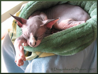 Dragonheart napping in his sleeping bag