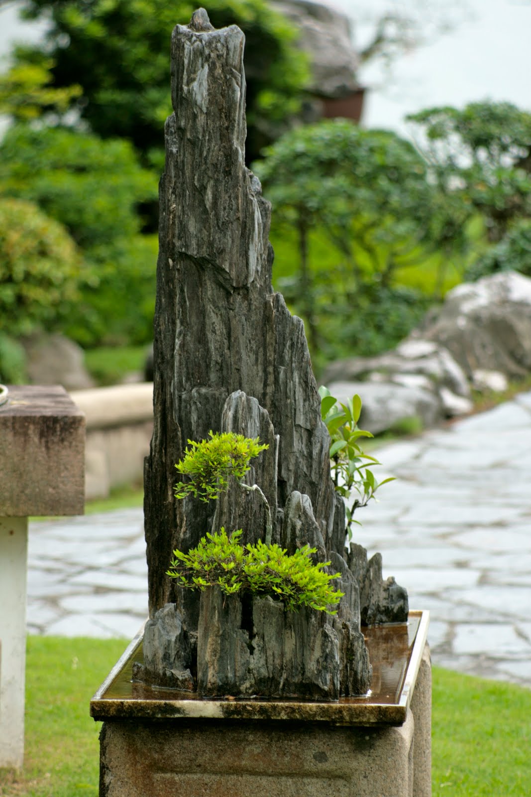 Bodhi Bonsai Chennai India July 2010 Bodhi Bonsai Chennai India July 2010