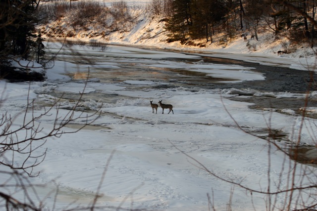 [deer+on+river.jpg]
